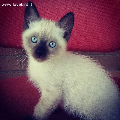 Annunci Animali Vendita Acquisto Regalo